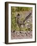 Greater Roadrunner, Texas, USA-Larry Ditto-Framed Photographic Print