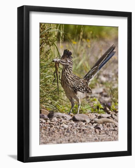 Greater Roadrunner, Texas, USA-Larry Ditto-Framed Photographic Print