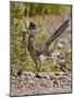 Greater Roadrunner, Texas, USA-Larry Ditto-Mounted Photographic Print