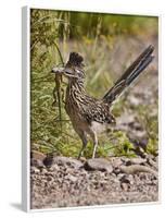 Greater Roadrunner, Texas, USA-Larry Ditto-Framed Photographic Print