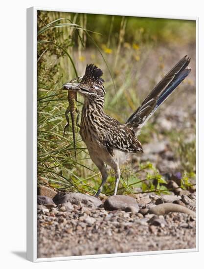 Greater Roadrunner, Texas, USA-Larry Ditto-Framed Photographic Print