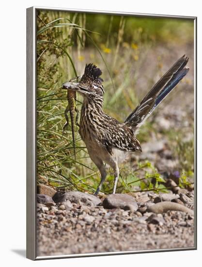 Greater Roadrunner, Texas, USA-Larry Ditto-Framed Photographic Print