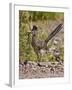 Greater Roadrunner, Texas, USA-Larry Ditto-Framed Photographic Print