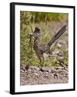 Greater Roadrunner, Texas, USA-Larry Ditto-Framed Photographic Print