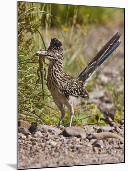 Greater Roadrunner, Texas, USA-Larry Ditto-Mounted Photographic Print