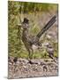 Greater Roadrunner, Texas, USA-Larry Ditto-Mounted Photographic Print