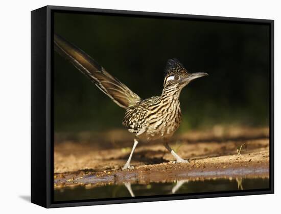 Greater Roadrunner, Texas, USA-Larry Ditto-Framed Stretched Canvas