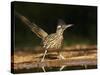 Greater Roadrunner, Texas, USA-Larry Ditto-Stretched Canvas