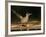 Greater Roadrunner, Texas, USA-Larry Ditto-Framed Photographic Print