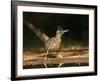 Greater Roadrunner, Texas, USA-Larry Ditto-Framed Photographic Print