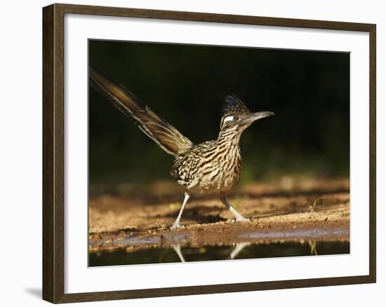 Greater Roadrunner, Texas, USA-Larry Ditto-Framed Photographic Print