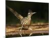 Greater Roadrunner, Texas, USA-Larry Ditto-Mounted Photographic Print