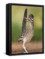 Greater Roadrunner, Texas, USA-Larry Ditto-Framed Stretched Canvas