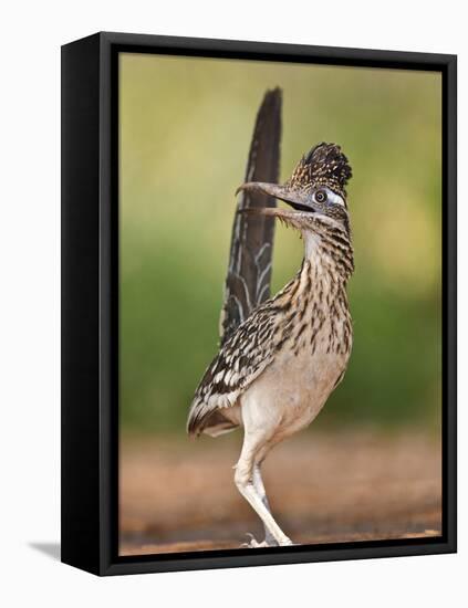 Greater Roadrunner, Texas, USA-Larry Ditto-Framed Stretched Canvas