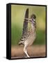 Greater Roadrunner, Texas, USA-Larry Ditto-Framed Stretched Canvas