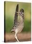 Greater Roadrunner, Texas, USA-Larry Ditto-Stretched Canvas