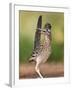 Greater Roadrunner, Texas, USA-Larry Ditto-Framed Premium Photographic Print