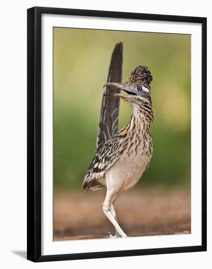 Greater Roadrunner, Texas, USA-Larry Ditto-Framed Premium Photographic Print