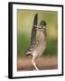 Greater Roadrunner, Texas, USA-Larry Ditto-Framed Premium Photographic Print