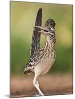 Greater Roadrunner, Texas, USA-Larry Ditto-Mounted Premium Photographic Print