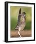 Greater Roadrunner, Texas, USA-Larry Ditto-Framed Photographic Print