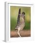 Greater Roadrunner, Texas, USA-Larry Ditto-Framed Photographic Print