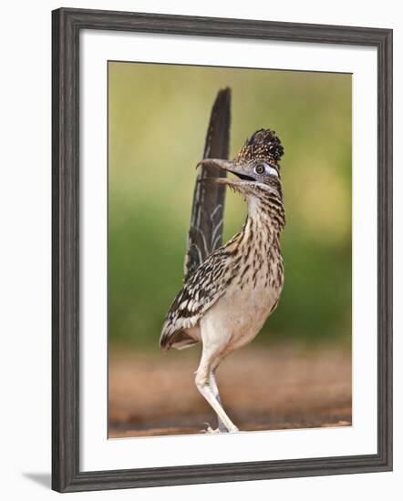 Greater Roadrunner, Texas, USA-Larry Ditto-Framed Photographic Print