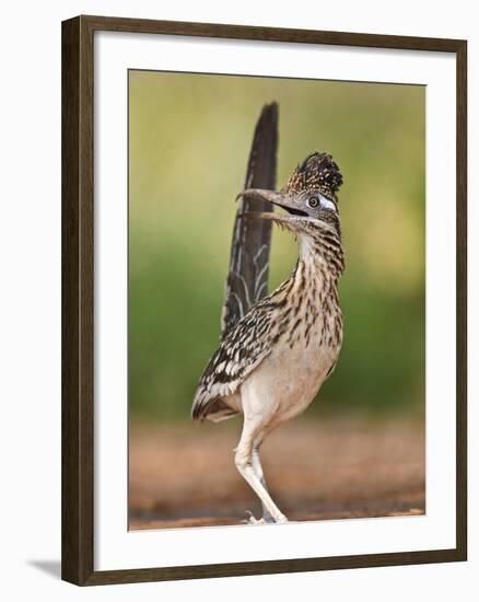 Greater Roadrunner, Texas, USA-Larry Ditto-Framed Photographic Print