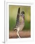 Greater Roadrunner, Texas, USA-Larry Ditto-Framed Photographic Print