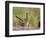 Greater Roadrunner, Texas, USA-Larry Ditto-Framed Photographic Print