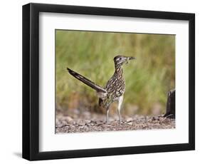 Greater Roadrunner, Texas, USA-Larry Ditto-Framed Photographic Print