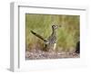 Greater Roadrunner, Texas, USA-Larry Ditto-Framed Photographic Print