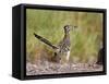 Greater Roadrunner, Texas, USA-Larry Ditto-Framed Stretched Canvas
