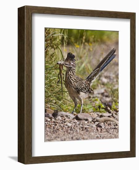 Greater Roadrunner, Texas, USA-Larry Ditto-Framed Photographic Print