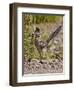 Greater Roadrunner, Texas, USA-Larry Ditto-Framed Photographic Print