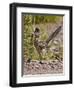 Greater Roadrunner, Texas, USA-Larry Ditto-Framed Photographic Print