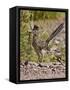 Greater Roadrunner, Texas, USA-Larry Ditto-Framed Stretched Canvas