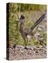 Greater Roadrunner, Texas, USA-Larry Ditto-Stretched Canvas