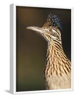 Greater Roadrunner, Texas, USA-Larry Ditto-Framed Photographic Print