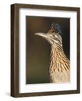 Greater Roadrunner, Texas, USA-Larry Ditto-Framed Photographic Print