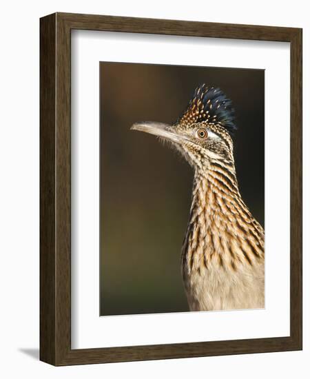 Greater Roadrunner, Texas, USA-Larry Ditto-Framed Photographic Print