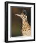 Greater Roadrunner, Texas, USA-Larry Ditto-Framed Photographic Print