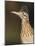 Greater Roadrunner, Texas, USA-Larry Ditto-Mounted Photographic Print