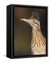 Greater Roadrunner, Texas, USA-Larry Ditto-Framed Stretched Canvas