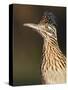 Greater Roadrunner, Texas, USA-Larry Ditto-Stretched Canvas