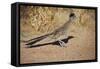 Greater Roadrunner-null-Framed Stretched Canvas