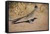 Greater Roadrunner-null-Framed Stretched Canvas