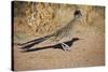 Greater Roadrunner-null-Stretched Canvas