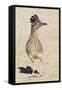 Greater Roadrunner-Hal Beral-Framed Stretched Canvas