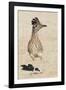 Greater Roadrunner-Hal Beral-Framed Photographic Print